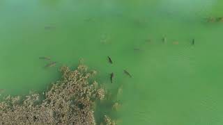Drone vliegen Carpcatchers.nl dji flip karpers net na de paai Luxemont Frankrijk Mei 2026