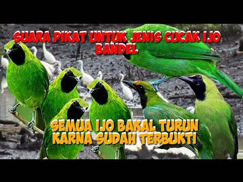 asli suara pikat cucak ijo paling brutal untuk burung yang tidak mau turun ke pulut. suara pikat