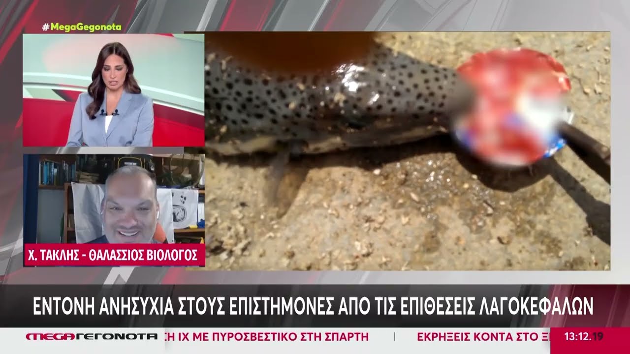 Λαγοκέφαλος δάγκωσε γυναίκα στην Καρωτίδα | 07.07.2026 | Μεσημβρινό Δελτίο Ειδήσεων | MEGA