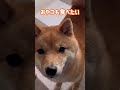散歩よりご褒美を選ぶ犬 #柴犬 #豆柴