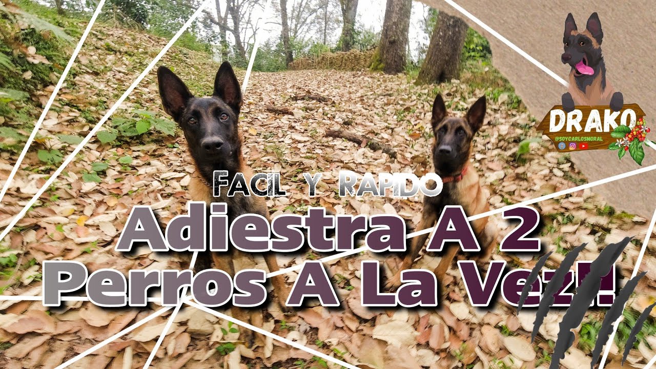 Hembras pastor belga malinois