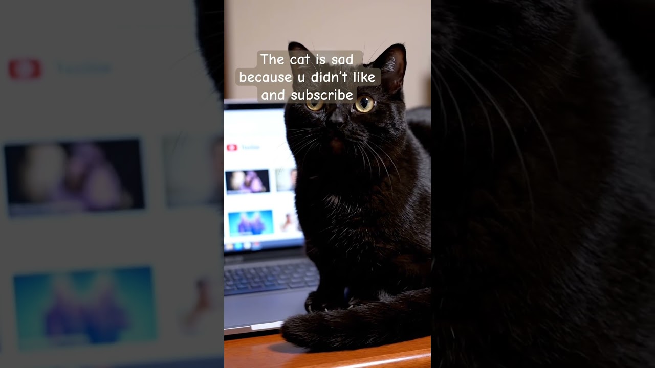 The Sad Cat Story! 😭 