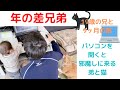 【年の差兄弟】パソコンの邪魔をする弟と猫。19歳の兄と9ヶ月の弟。