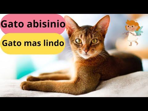 Video: 8 de los países más amigos del mundo