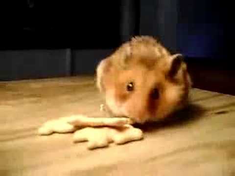 Печеньки и хозяйственный хомяк