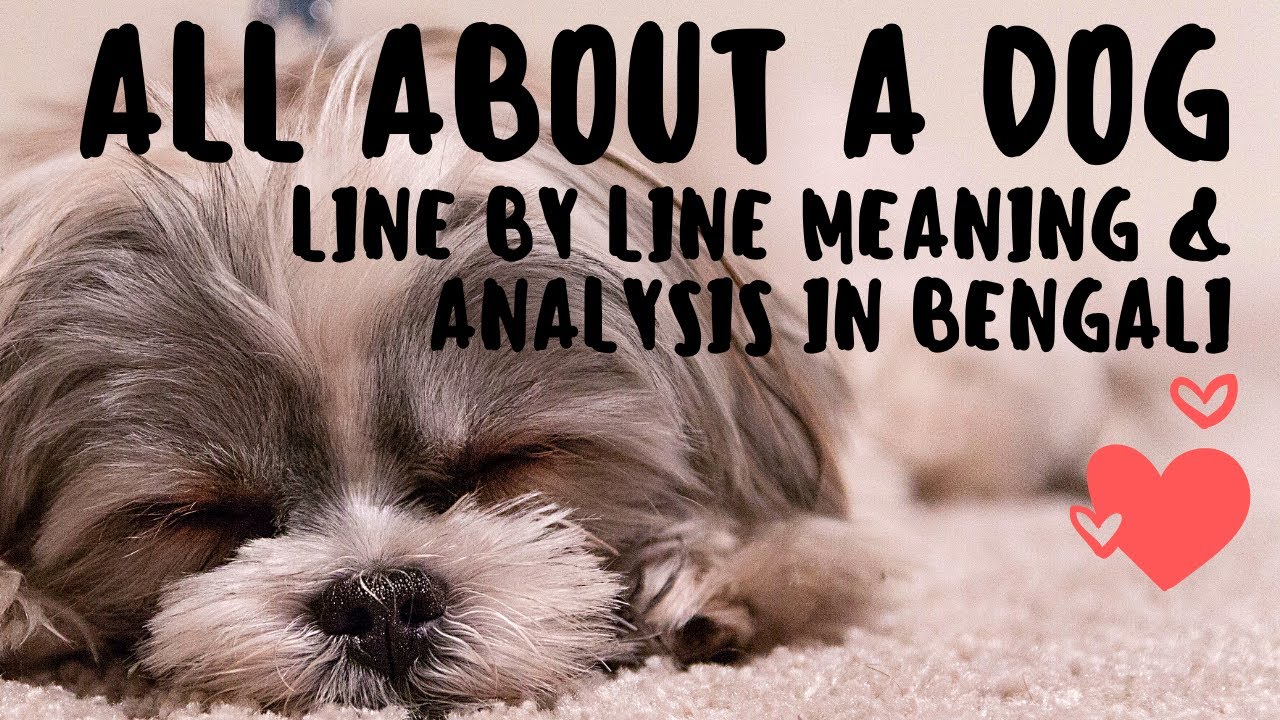 All About a Dog||A.G. Gardiner || Complete line by Line Meaning and Explanation in Bengali Class IX