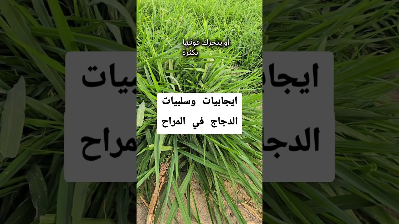 ايجابيات  وسلبيات تربيه الدجاج مع الاغنام