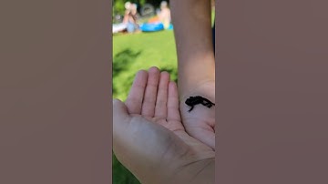 Finding Tadpole