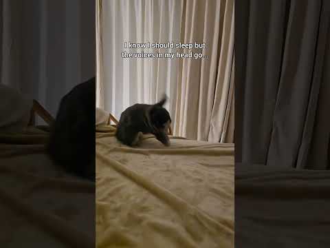 Every night is a binky dance party 🥳 #bunny #funny #binky