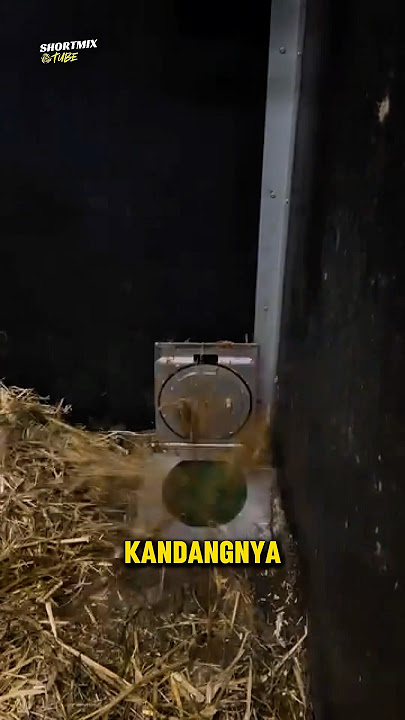 Immediately Use Technology! (IG:@okidoki_stables) #halunik #infounik #shortmixtube