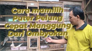 Download Lagu Cara Memilih Puter Pelung Cepat Manggung Dari Kandang Ombyokan MP3