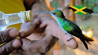 Hummingbird Hangout! Doctor Bird & Jamaican Mango Up Close 🇯🇲