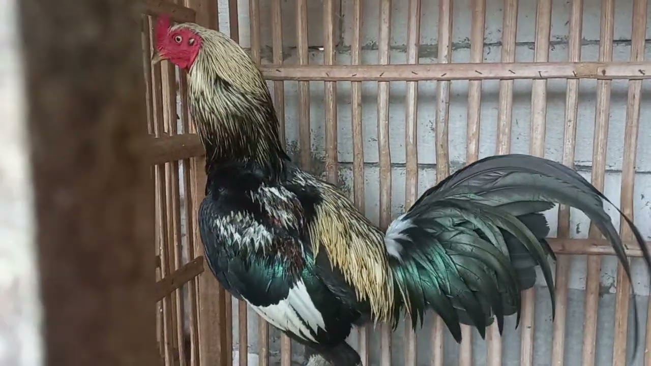 REVIEW STOCK PAMA IQ LINE MAHANAKHON❗️