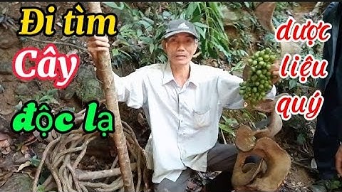 Lên rừng đi tìm cây độc lạ và dược liệu quý|@anhbayxunau