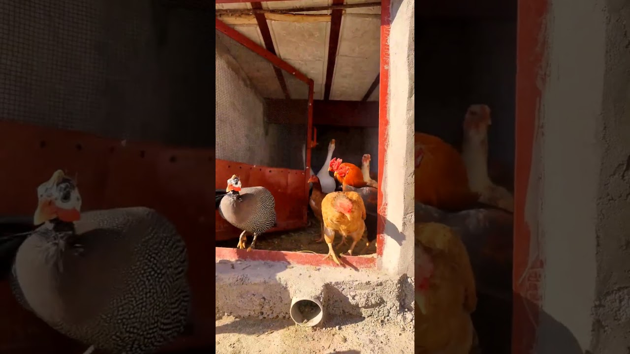 Feathered Friends Showcase: Ducks,Hens,PearlHens,RoostersGuineafowl Adventure🦆🐓