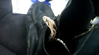 Theres a Snake in My Boot!