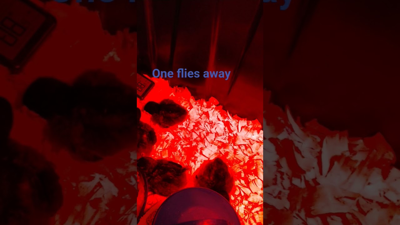 RIP little one 😔 😢☹️