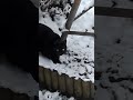 #cat #catlife #catlove #snow #cats #animals #snow #funny #catshorts