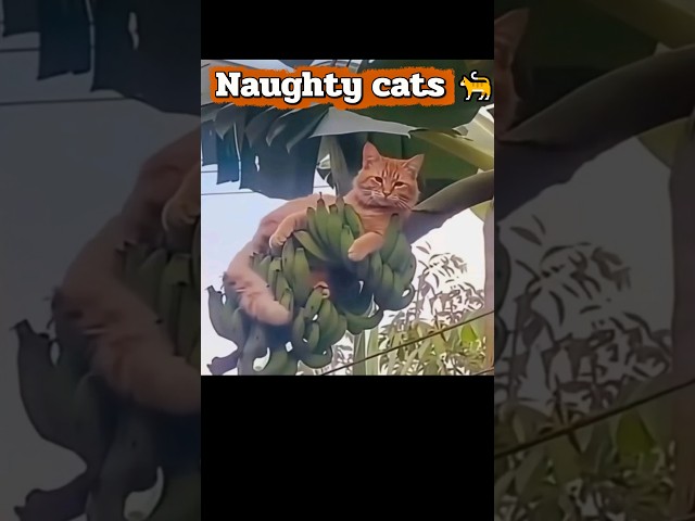Naughty cats 🐈🤦😅 #dog #funny #cat #7x7