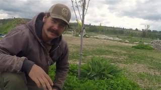 Stop Weeding ! : ABC Acres - Episode #172
