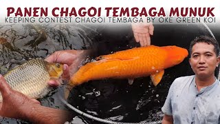 Panen Chagoi Tembaga Munuk❗Produk Breeder Madina Azis Blitar