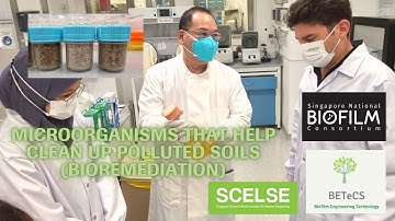 Microorganisms That Help Clean Up Polluted Soils (Bioremediation)