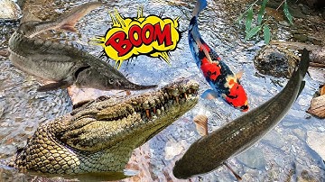 Các Loại Cá Sông, Cá Suối, Cá Sộp, Cá Nheo Hoa, Cá Bò, Cá Rô, Cá Chép Vàng - Bắt cá nước ngọt