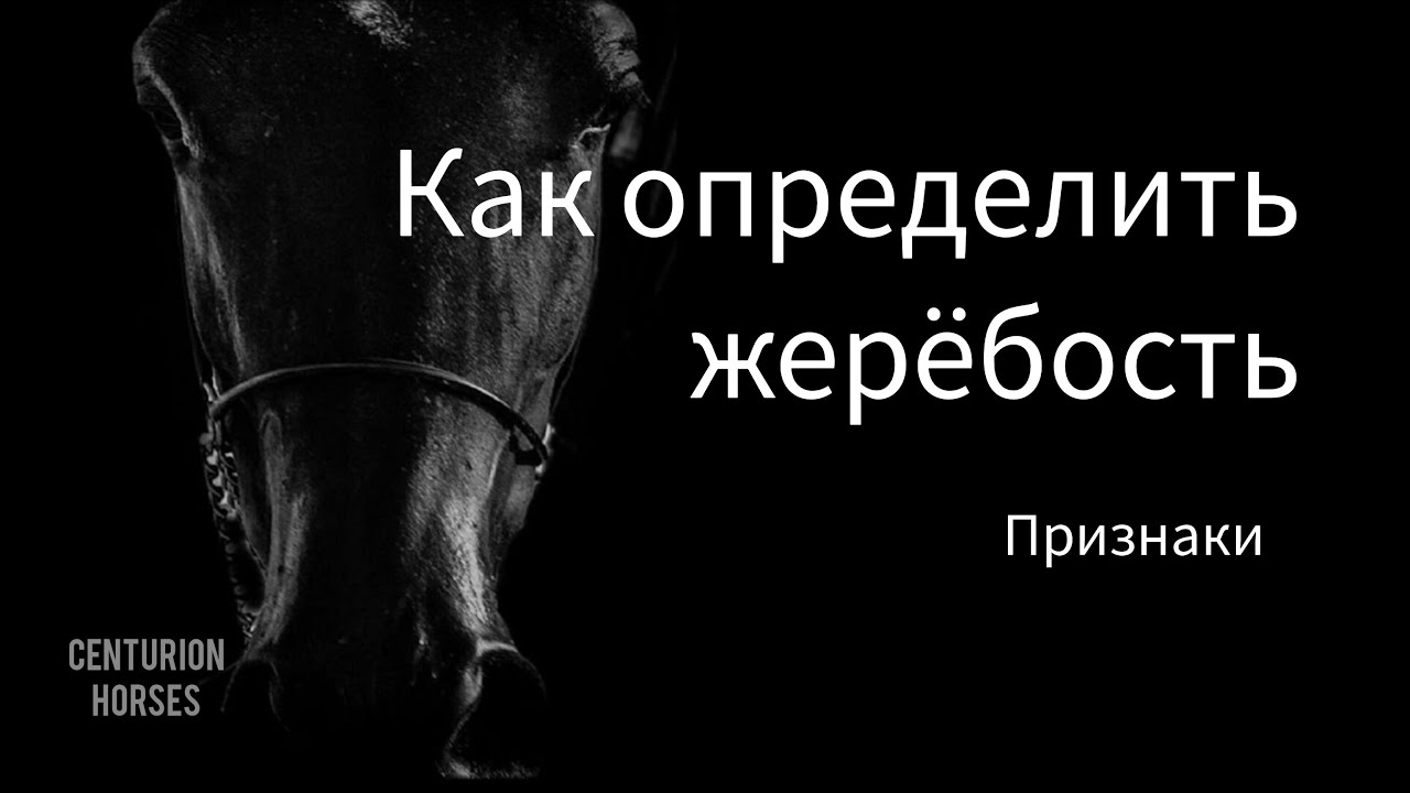 Косвенные признаки беременности лошади