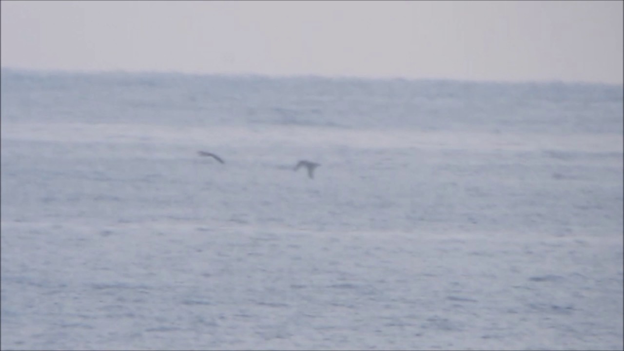 camera iphone 8 plus apk Distant Scopoli's (Cory's) Shearwater, Mallorca, 2017