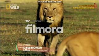 Nat Geo Wild Hd - February 2017 Highlight Ch. 221