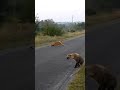 Survivor hyena crosses lioness with confidence at senalala lodge