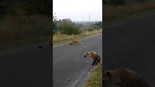 Survivor Hyena Crosses Lioness with Confidence at Senalala Lodge