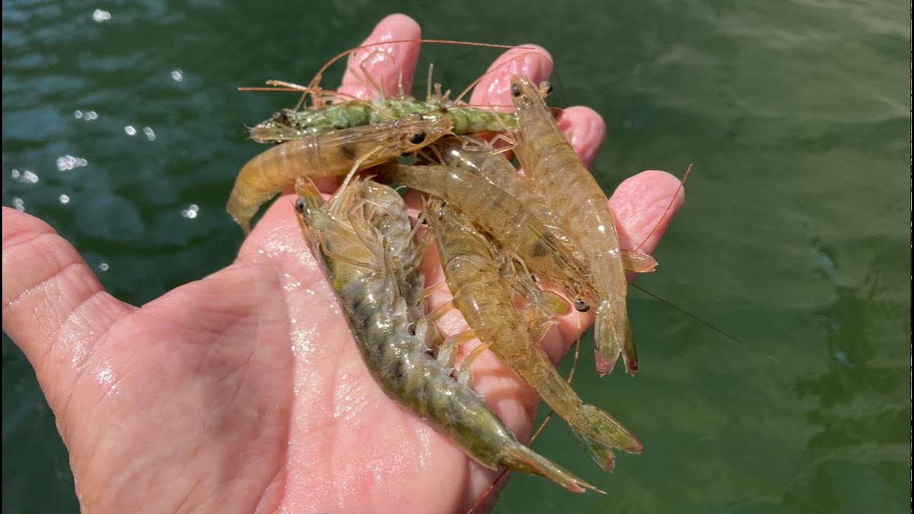 This Is Why You Use Shrimp For Bait (Saltwater Fishing Florida) YouTube
