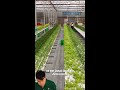 Ces Français partis faire fortune au Vietnam