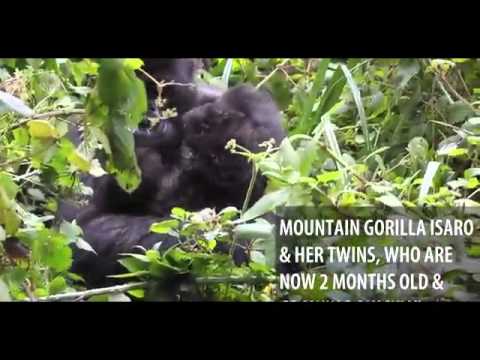 Isaro cuddles up to her gorgeous mountain gorilla twin babies