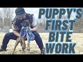 PUPPY'S FIRST BITEWORK!! 11 WEEK OLD BELGIAN MALINOIS // ANDY KRUEGER // FRENCH RING TRAINING