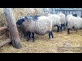 Романовские овцы в нашм хозяйстве