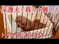 【保護犬】を迎えるということ繁殖引退犬の記録① #トイプードル