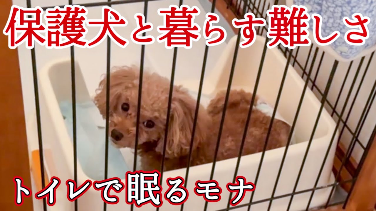 【保護犬】を迎えるということ繁殖引退犬の記録① #トイプードル 