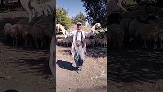 Hatay Kırıkhan Azeri Ahmet Köseler
