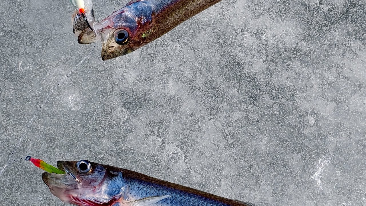 Ловим корюшку Финский залив по последнему льду 07.03.26.