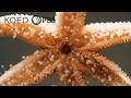 Watch This Starfish Protect Her Babies From Danger Deep Look 