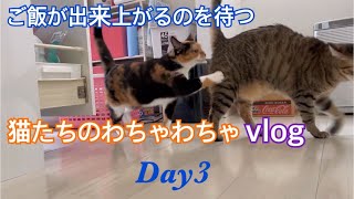 腹ぺこ猫たちのわちゃわちゃvlogDay3