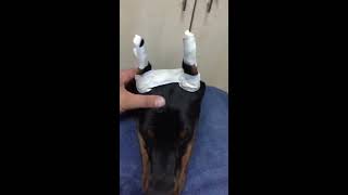 Doberman ear taping video 2