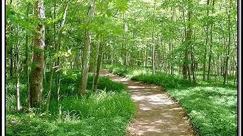 القارئ سلمان العتيبي:ألم يأن للذين آمنوا