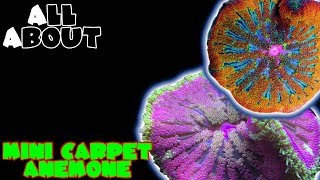 All About The Mini Carpet Anemone