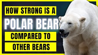 How Strong is a POLAR BEAR compared to Other Bears