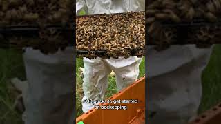 becoming a bee keeper #apiary #beekeeping #beefarm #ecobee