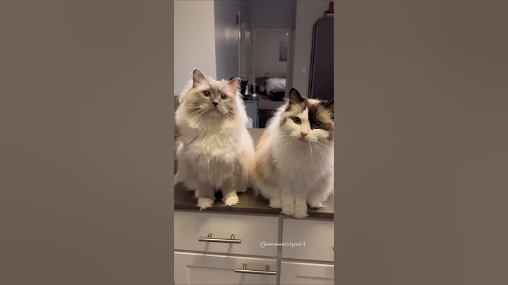 Video 7637761: cats cute pets compilation, compilation cats pets animals, cat compilation funny pet, animals cutest cats compilation