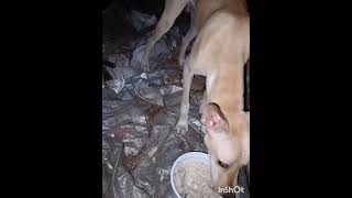 avlo.pidikkum street dog ah###evlo kadipattalum edhina injection podalum Nan ready#